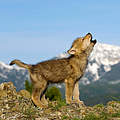 Wolfs-Welpe © naturepl.com / Klein & Hubert / WWF
