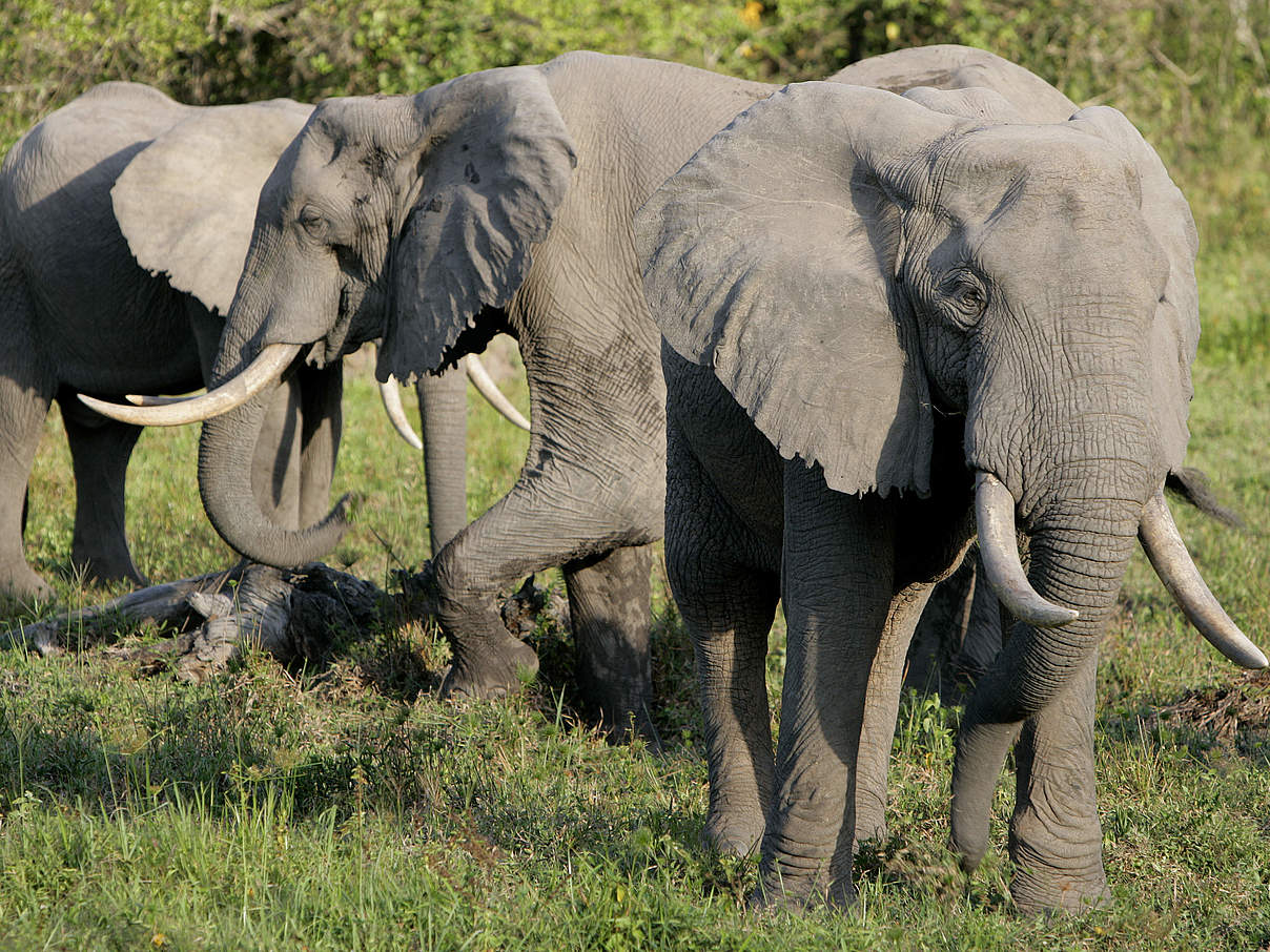 Afrikanische Elefanten © Brent Stirton / Getty Images
