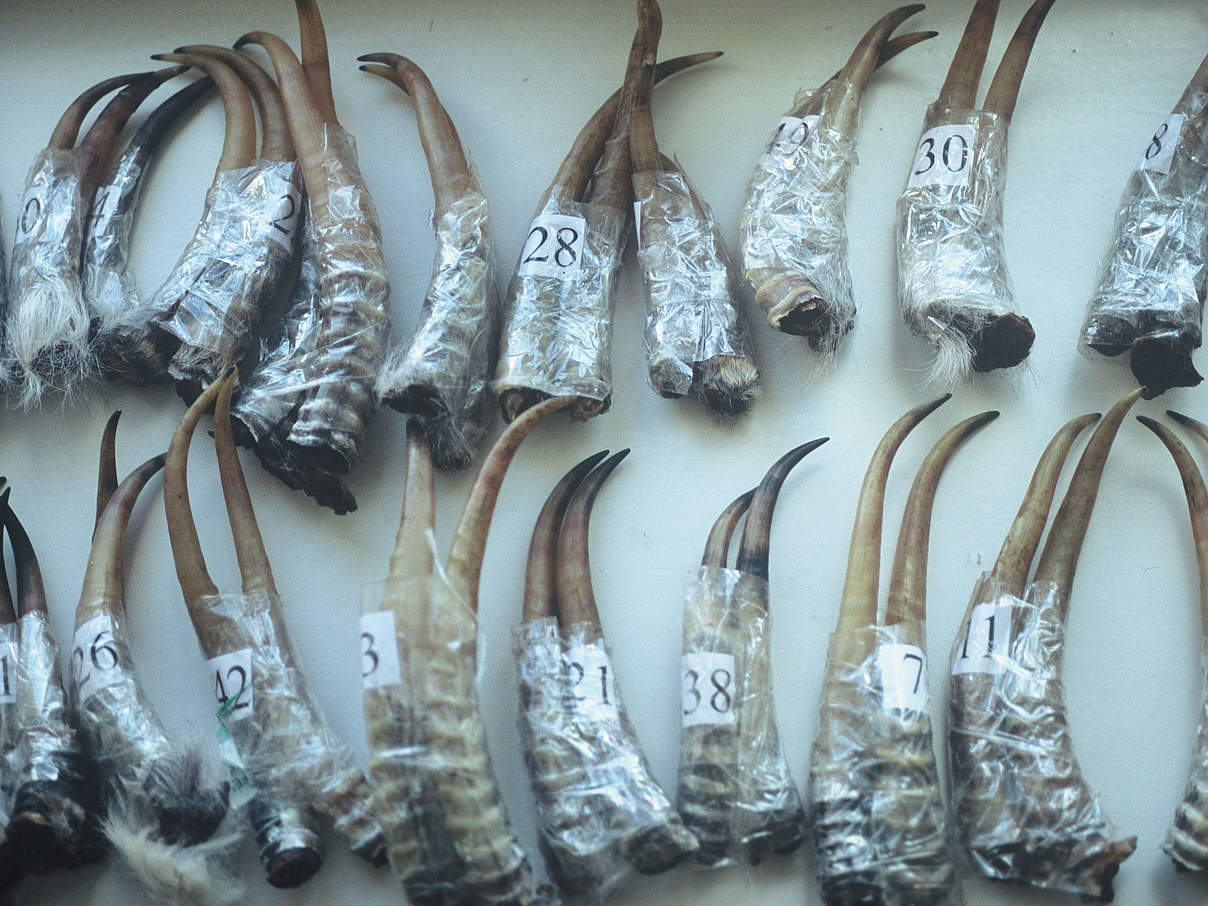 Hörner von Saiga-Antilopen (Saiga tatarica) wurden in der Mongolei beschlagnahmt © Hartmut Jungius / WWF