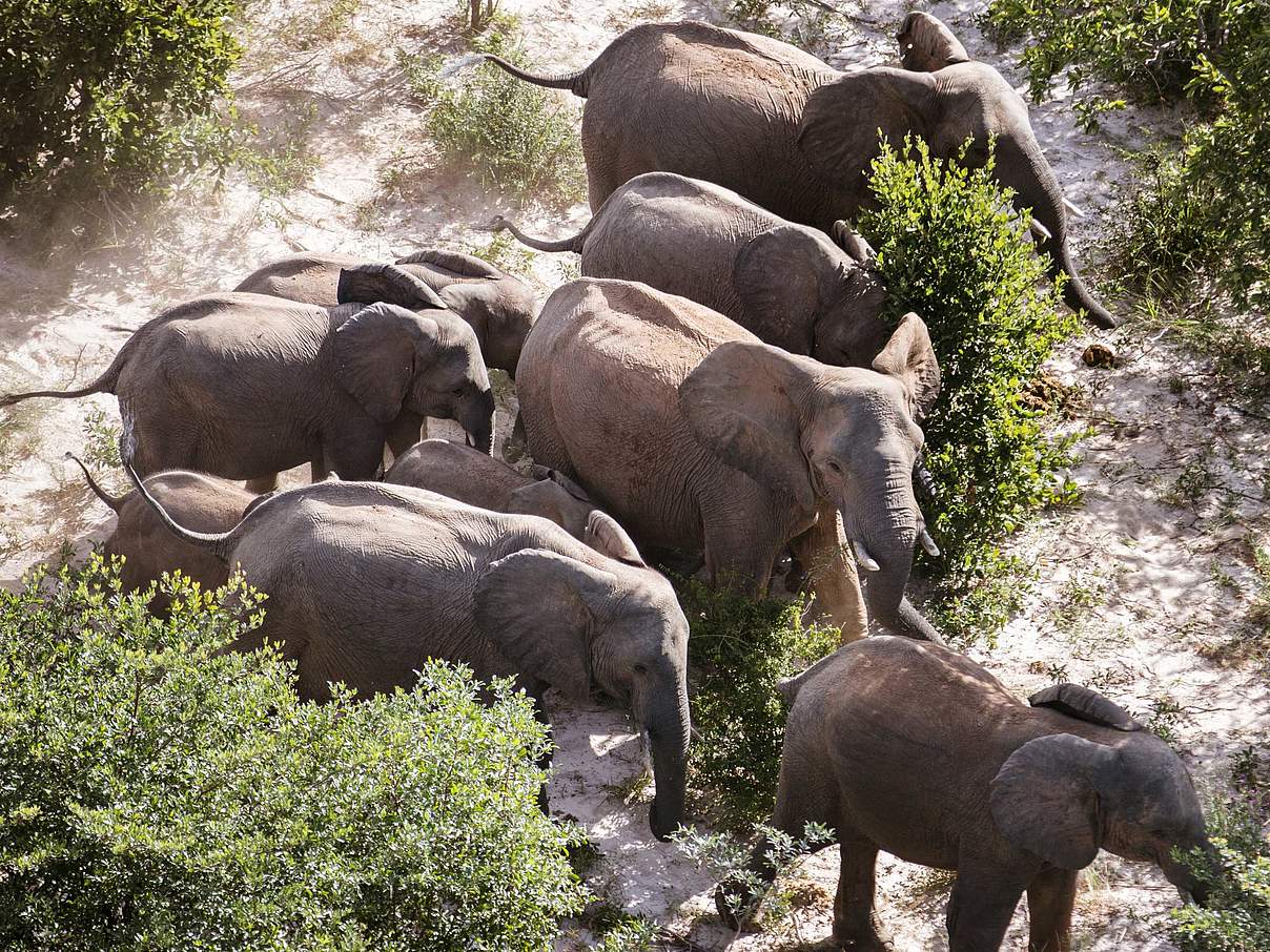 Elefanten auf Wanderung © James Morgen / WWF USA