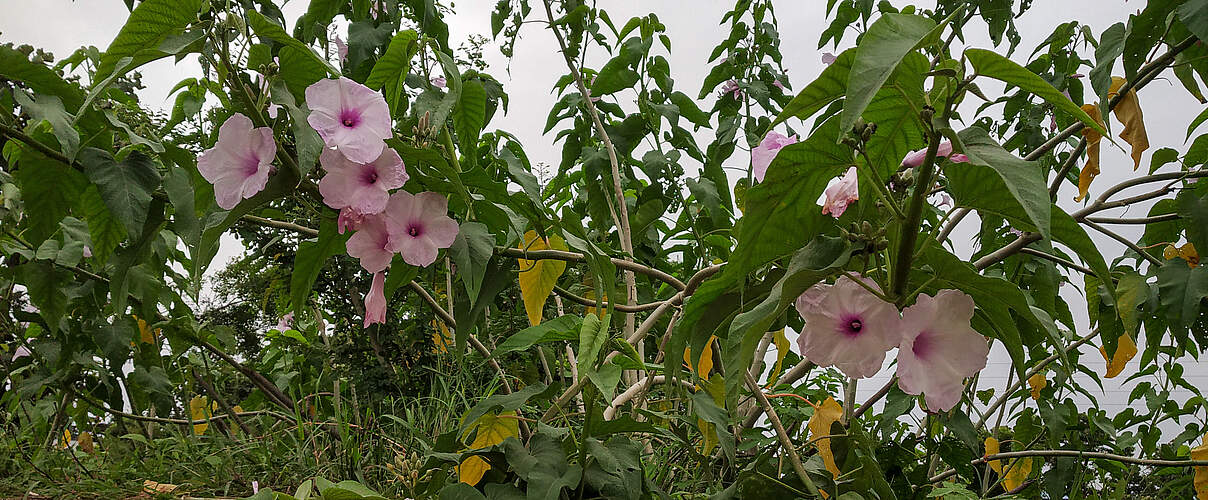 Ipomoea Carnea wuchert an einer Mauer.