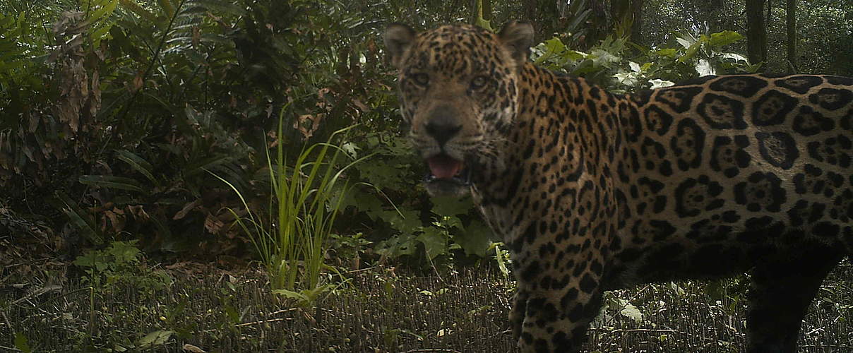 Jaguar vor einer Kamerafalle © WWF-Peru
