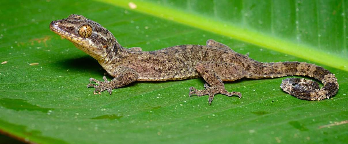 Krummzehengecko (Cyrtodactylus rukhadeva) © Thai National Parks / Creative Commons