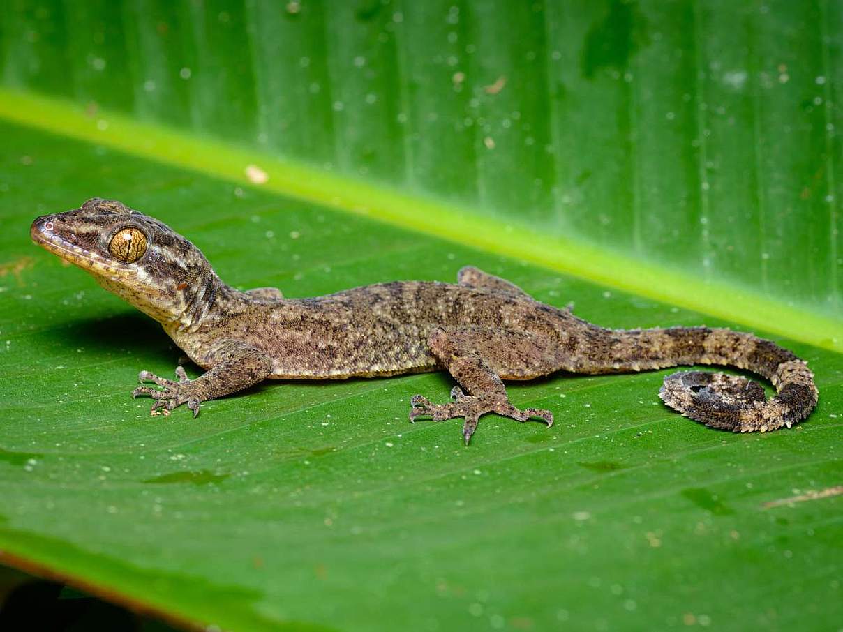 Krummzehengecko (Cyrtodactylus rukhadeva) © Thai National Parks / Creative Commons