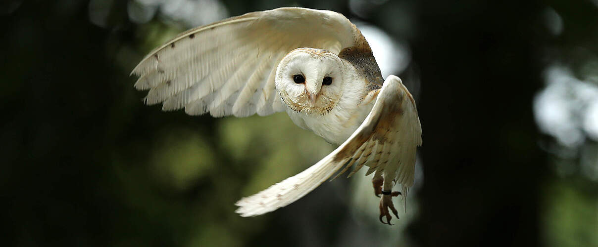 Schleiereule im Flug
