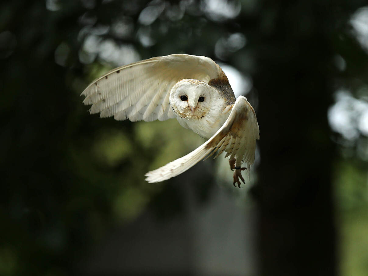Schleiereule im Flug