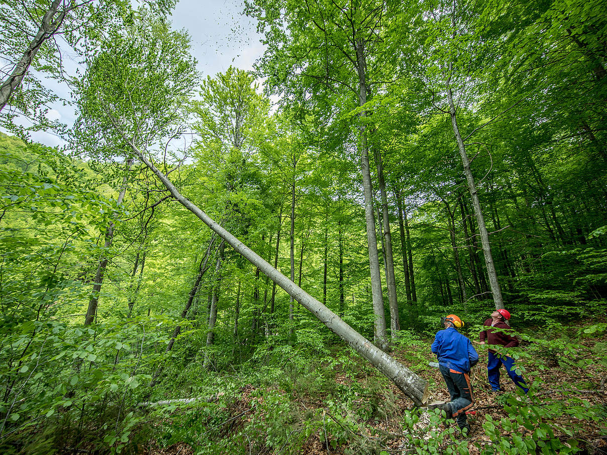 Fällung FSC-zertifizierter Buchen in Rumänien © James Morgan / WWF