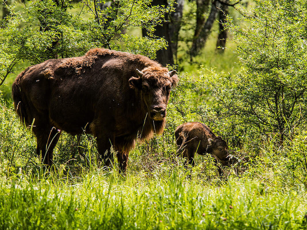 Wisent in der Slowakei © Tomas Hulik