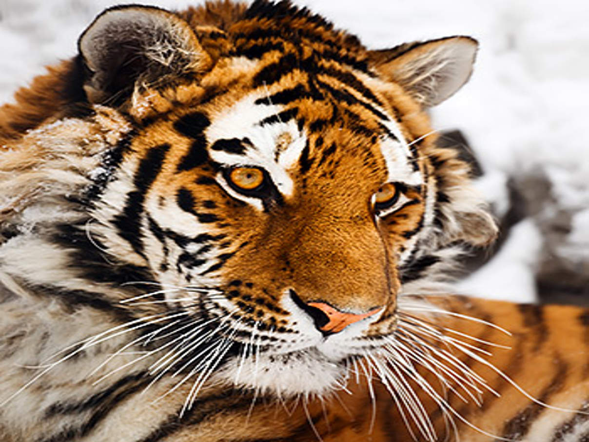 Amur-Tiger © Igor Zhorov / WWF