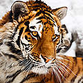 Amur-Tiger © Igor Zhorov / WWF