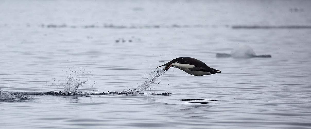 Ein Adeliepinguin springt durch die Antarktis © WWF-Aus / Chris Johnson