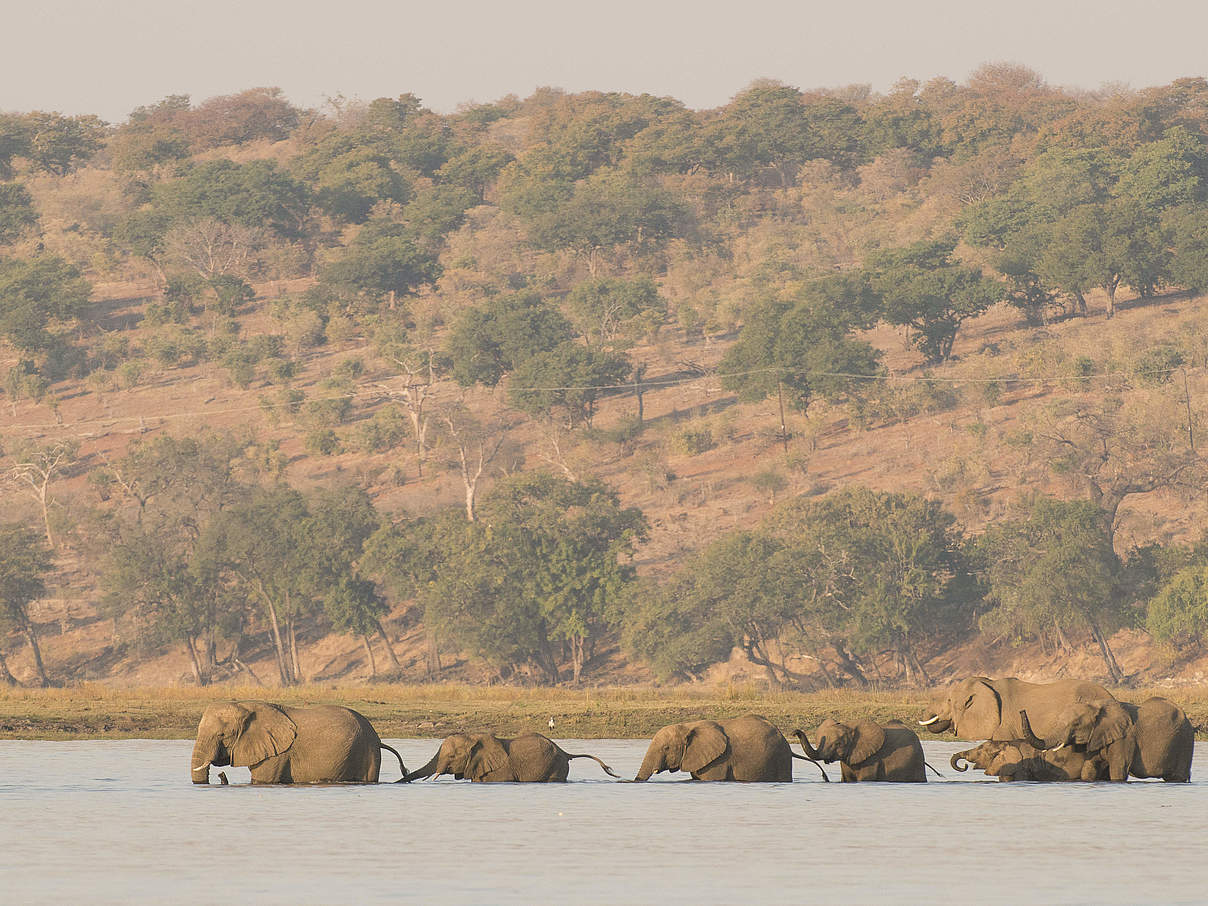Elefanten durchqueren den Chobe-Fluss zwischen Namibia und Botswana. © Patrick Bentley / WWF-US