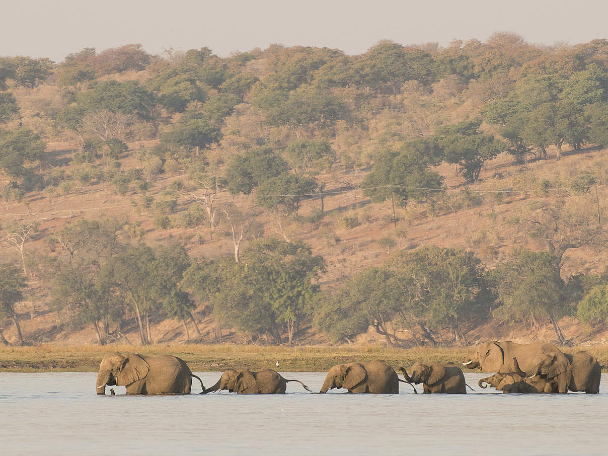 Afrikanische Elefanten Chobe Fluss Botswana WW193112 c Patrick Bentley WWF US Elefanten durchqueren den Chobe-Fluss zwischen Namibia und Botswana. © Patrick Bentley / WWF-US