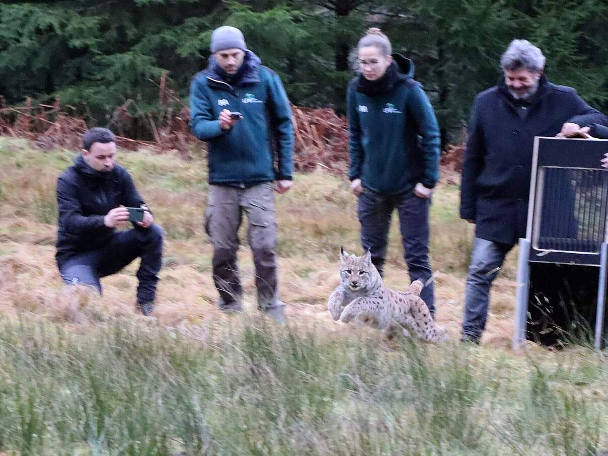 Auswilderung von Luchs Reinhold © Zoo Karlsruhe / T. Deible