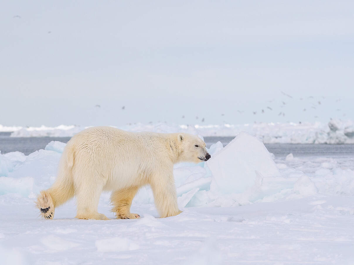 Eisbär in Utqiagvik, Alaska © WWF / Elisabeth Kruger
