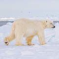 Eisbär in Utqiagvik, Alaska © WWF / Elisabeth Kruger