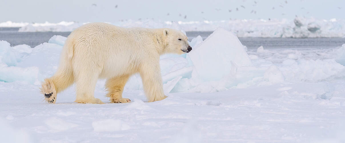 Eisbär in Utqiagvik, Alaska © WWF / Elisabeth Kruger