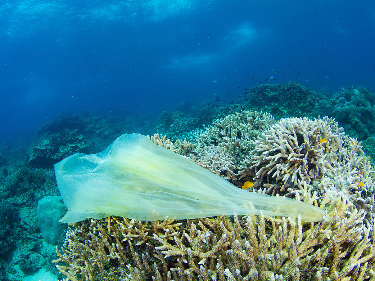 Plastiktüte auf Koralle © Steve De Neef / National Geographic Creative