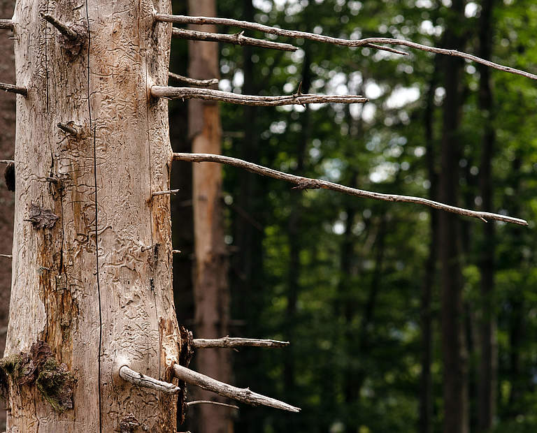 Schwarzwald © Claudi Nir / WWF