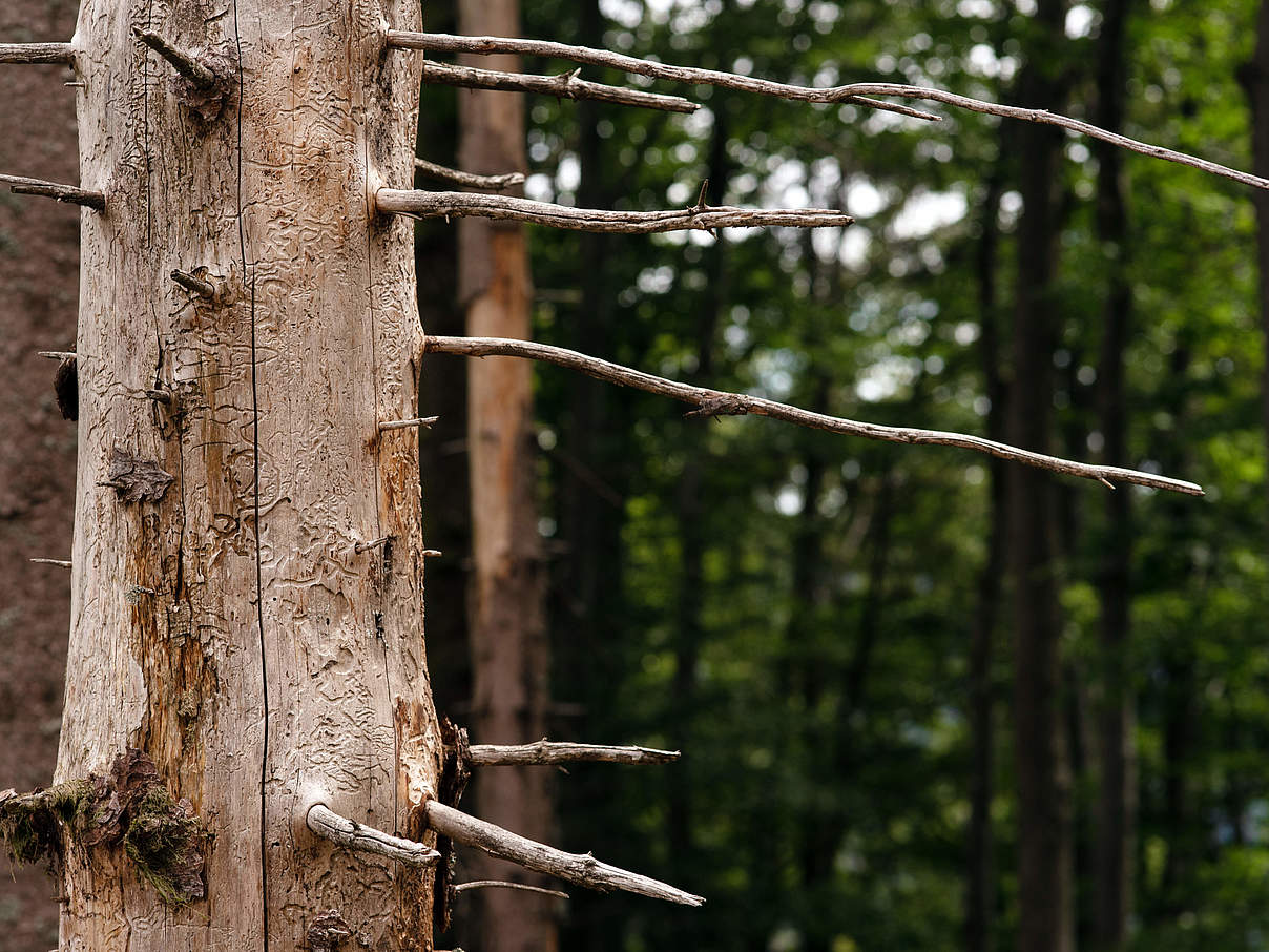 Schwarzwald © Claudi Nir / WWF