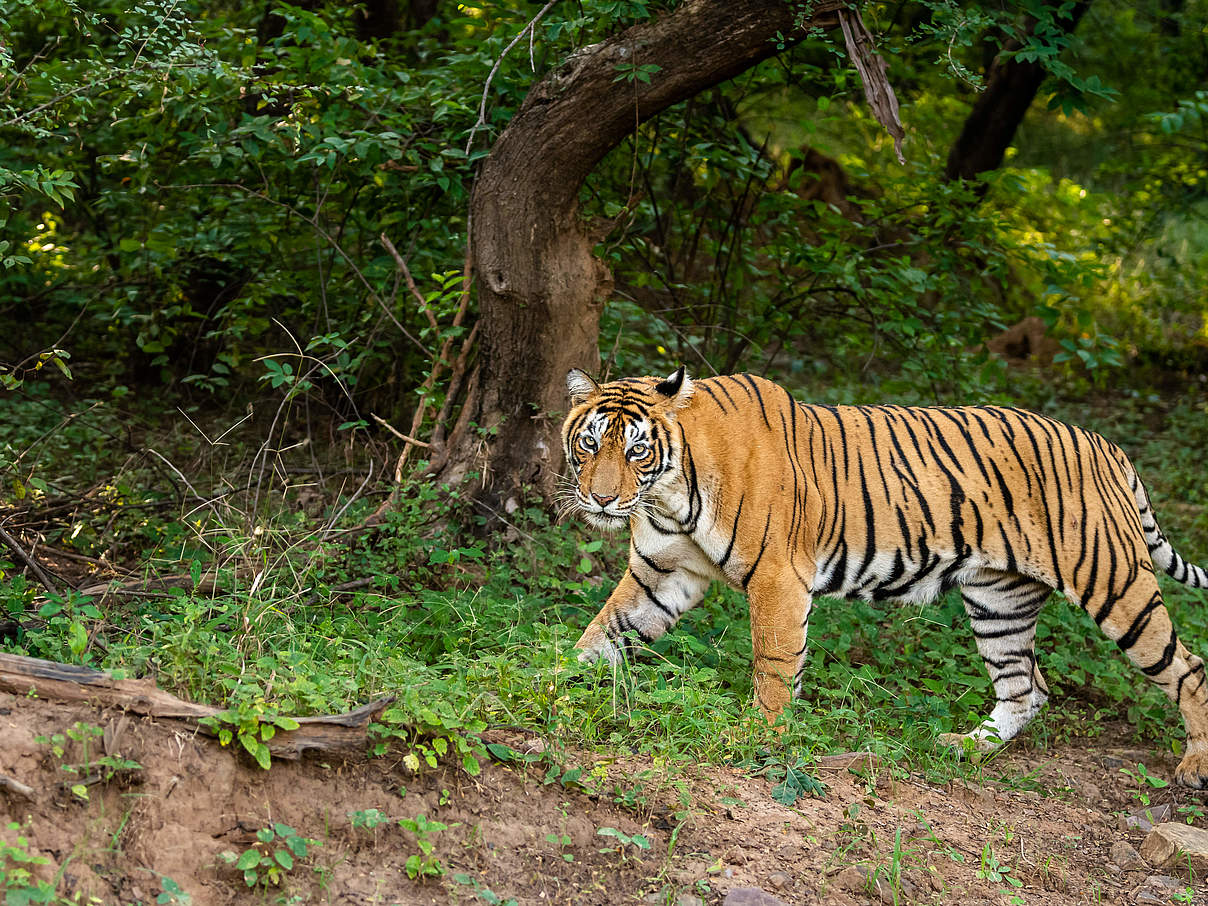 Bengal-Tiger in Indien © GettyImages / Sourabh Bharti Bengal-Tiger in Indien © GettyImages / Sourabh Bharti