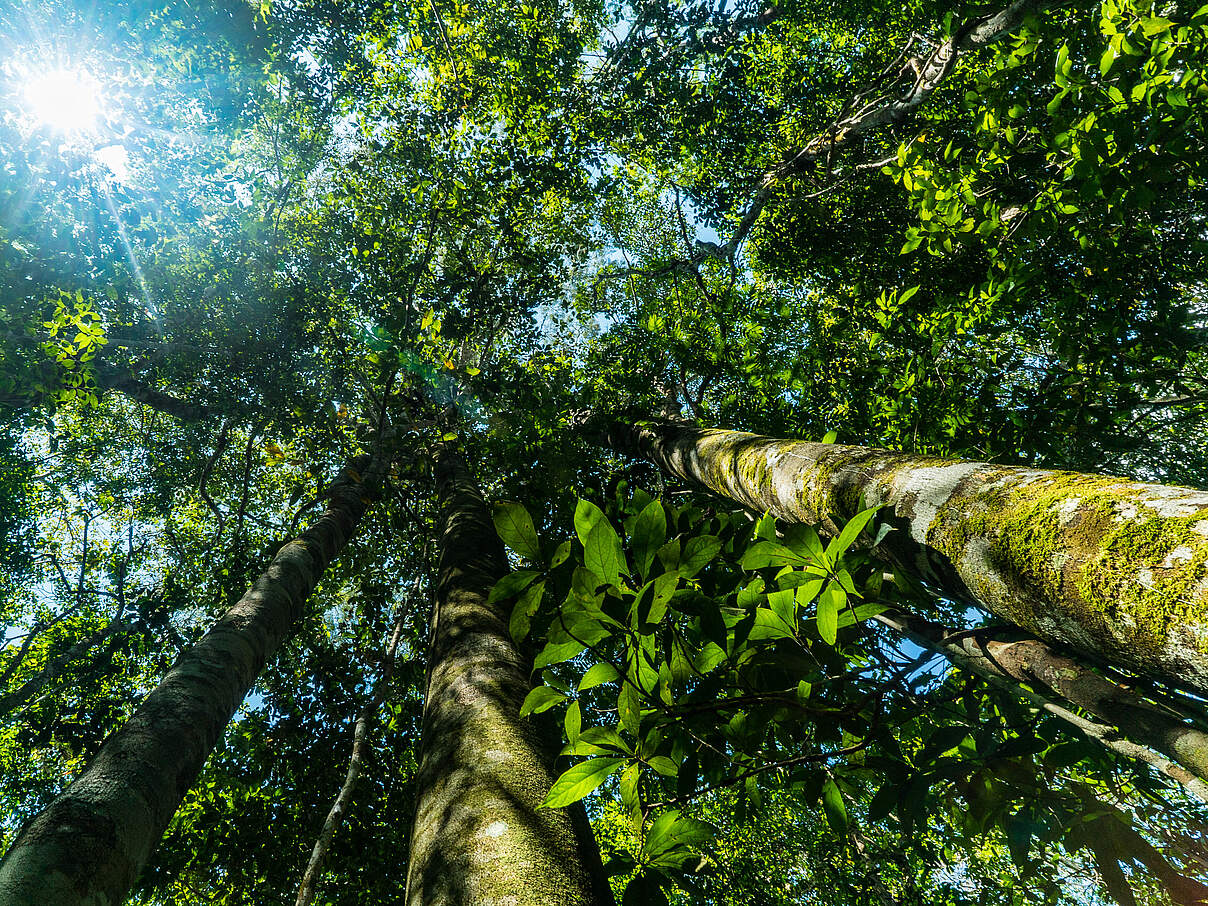 Regenwald im Amazonas © Luis Barreto / WWF-UK