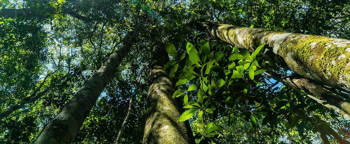 Regenwald im Amazonas © Luis Barreto / WWF-UK