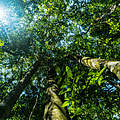 Regenwald im Amazonas © Luis Barreto / WWF-UK