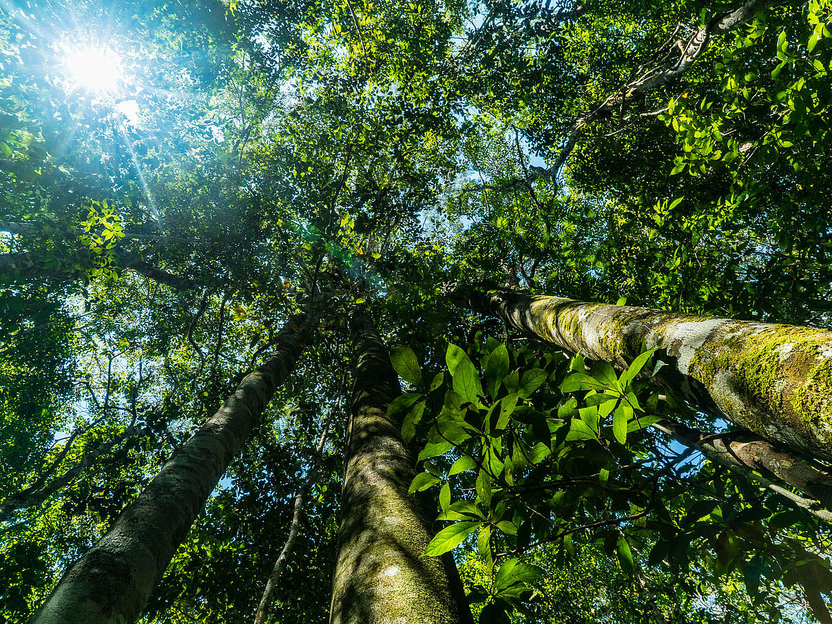 Regenwald im Amazonas © Luis Barreto / WWF-UK