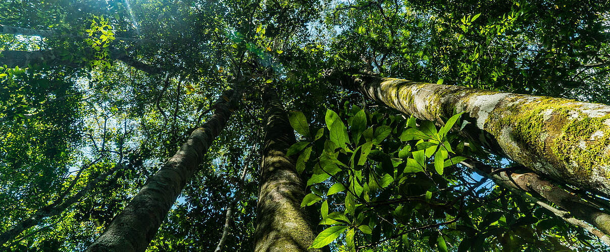 Regenwald im Amazonas © Luis Barreto / WWF-UK