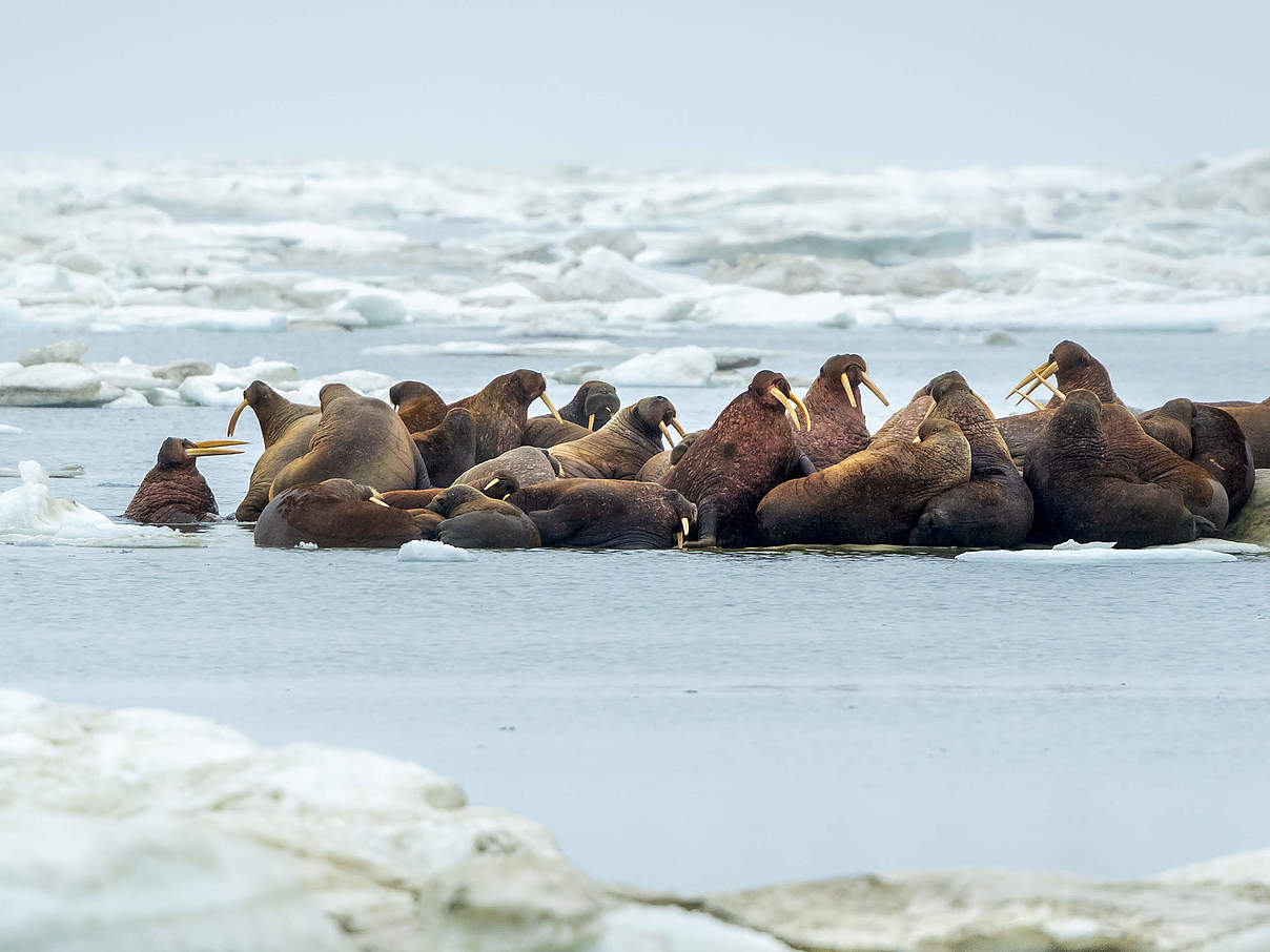Walrosse © Richard Barrett / WWF-UK