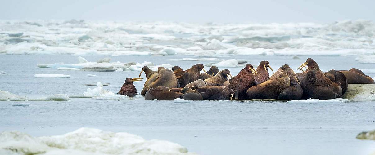 Walrosse © Richard Barrett / WWF-UK