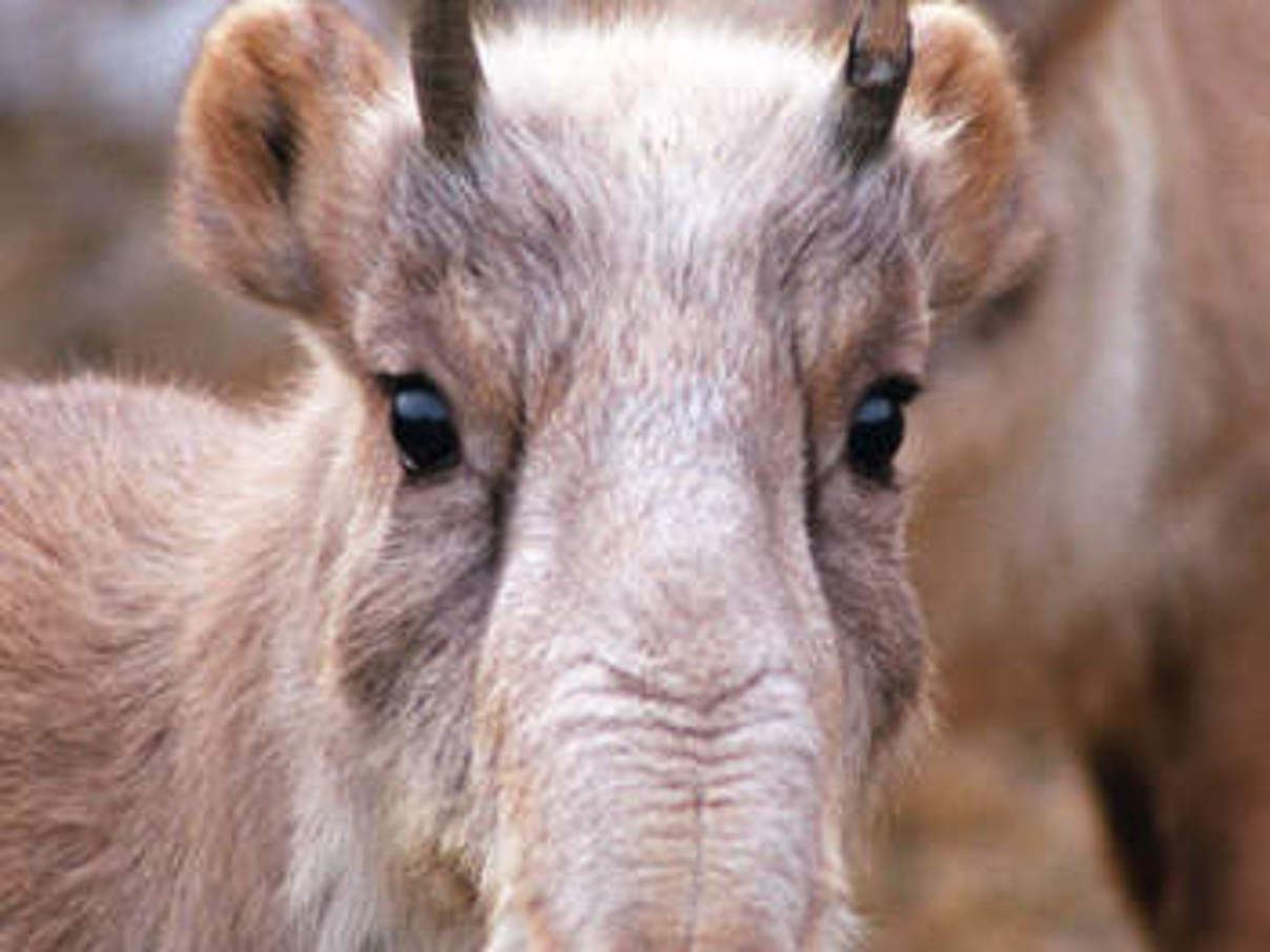 Saiga-Antilope. © Pavel Sorokin / WWF