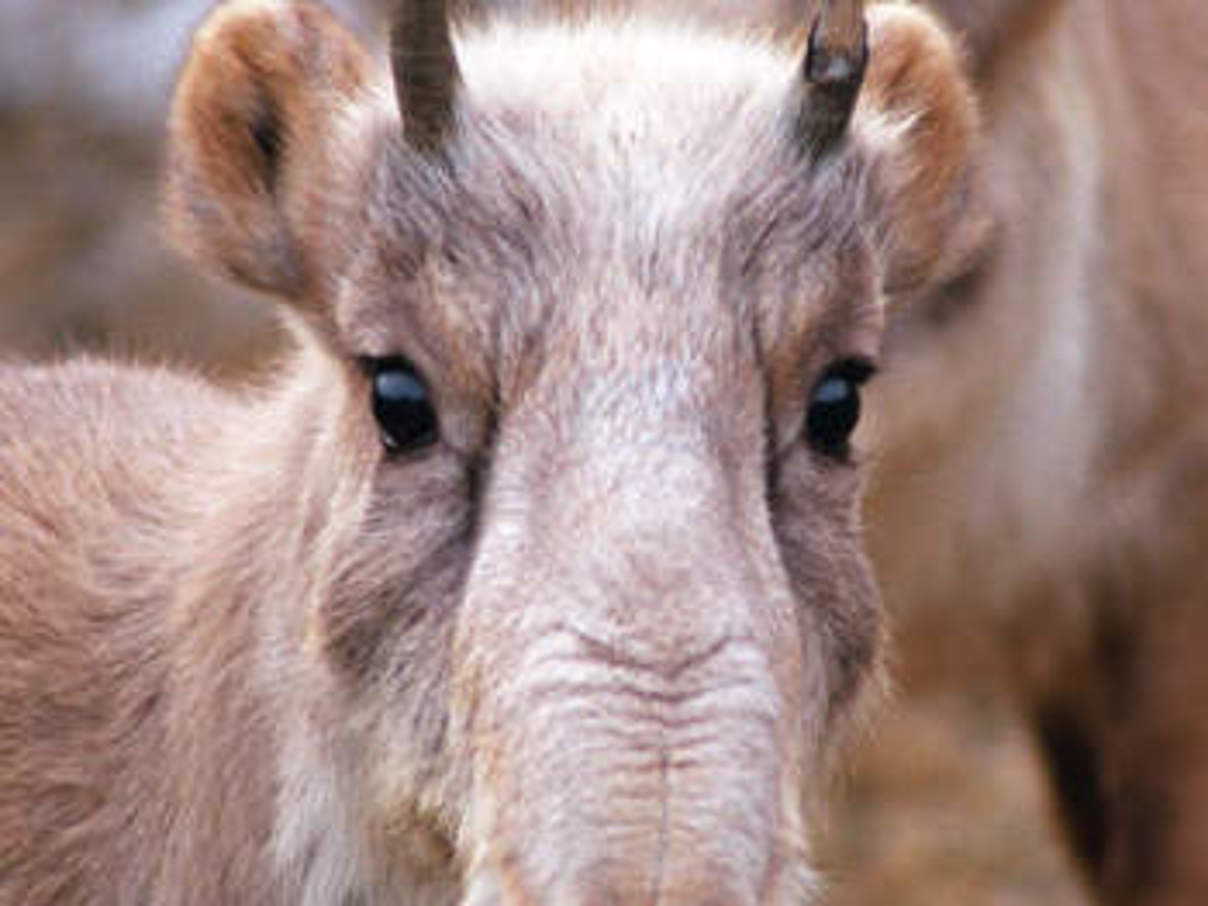 Saiga Antilopen Im Wwf Artenlexikon Zahlen Fakten
