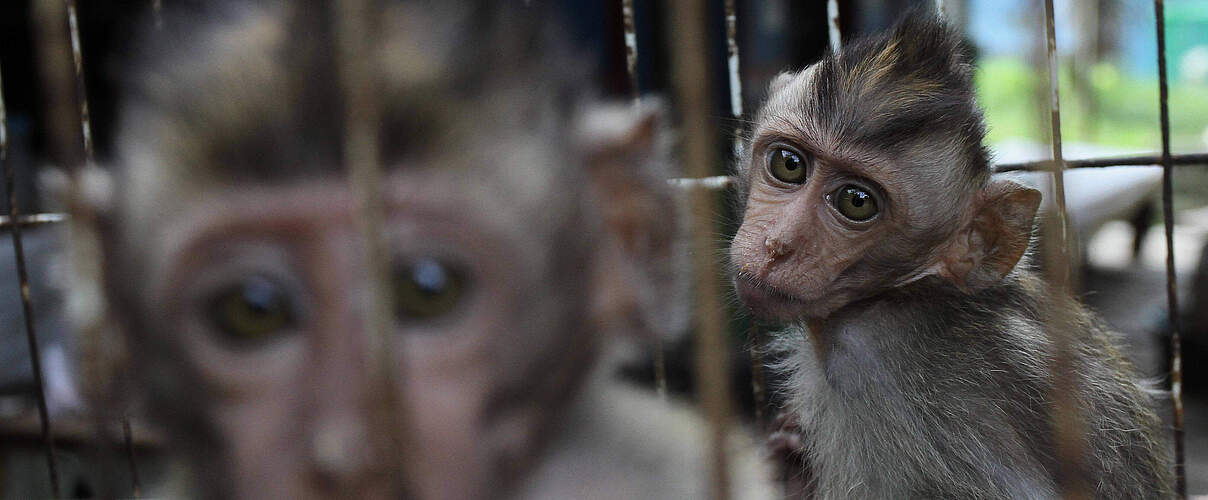 Makaken im Käfig © Imago / ZumaWire / Angga Budhiyanto