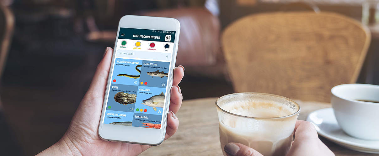 Fischratgeber-App auf dem Handy © WWF