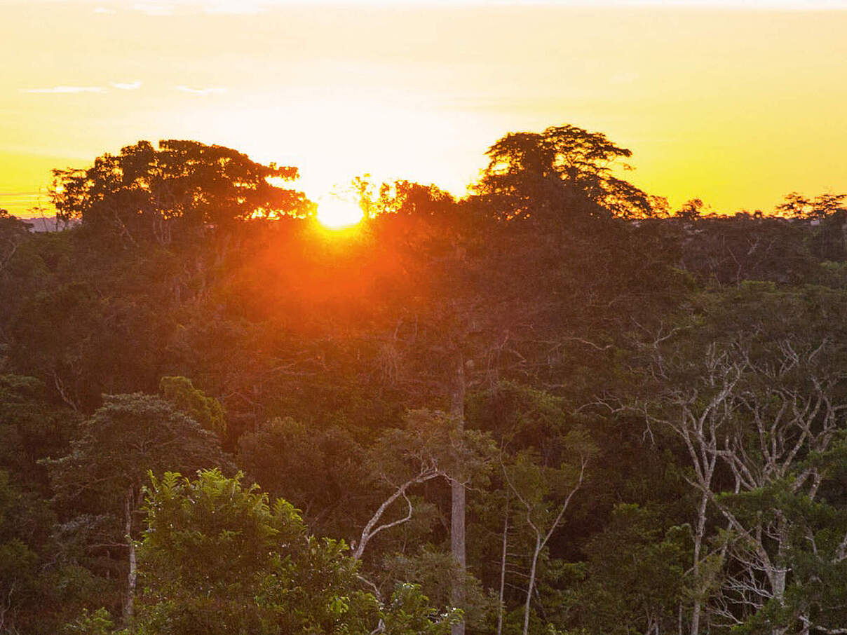 Geschenkurkunde "Regenwald" © WWF