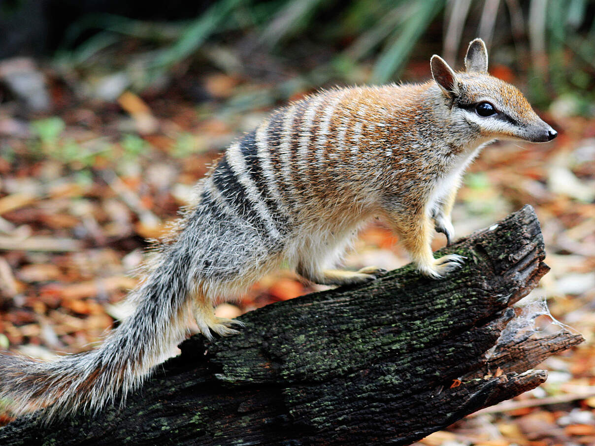 Seitenansicht eines Numbats auf einem Baumstamm