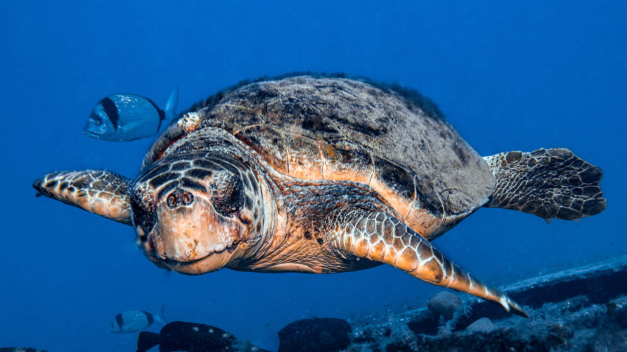 Schildkröte im Mittelmeer 