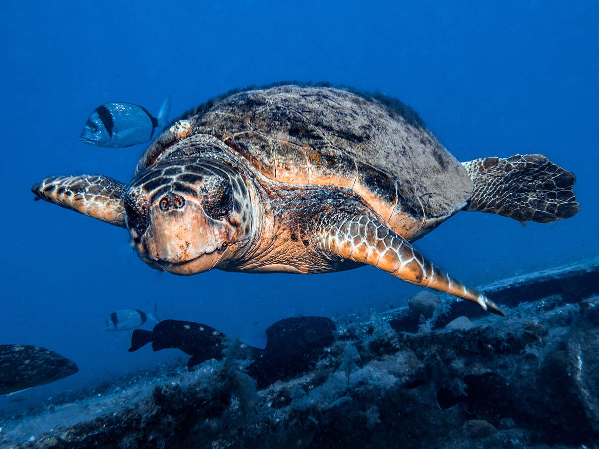 Schildkröte im Mittelmeer 