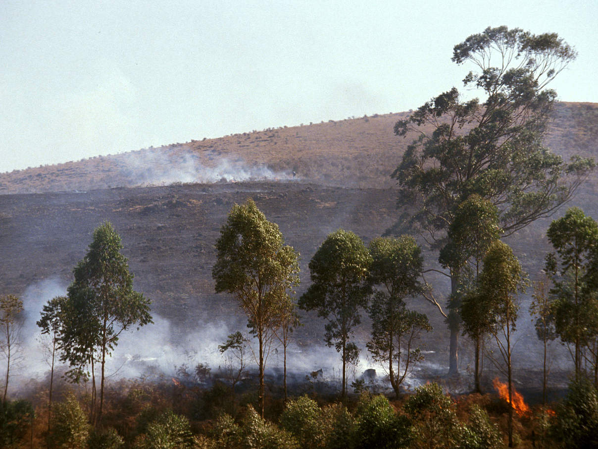 Typische Waldbrandherde am Mount Kilum in Kamerun © Sandra Mbanefo Obiago / WWF