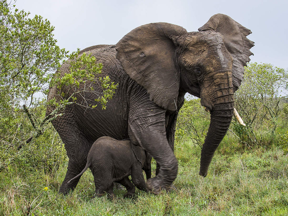 © Ola Jennersten / WWF-Sweden