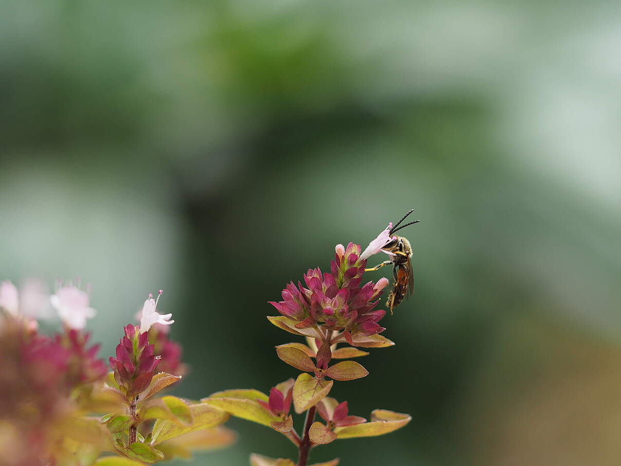 Insekt auf Blüte © F. Lauer / WWF