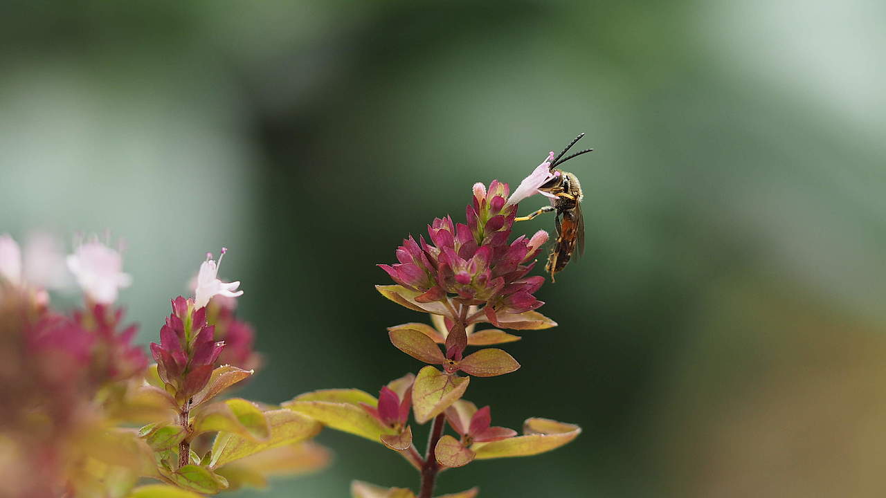 Insekt auf Blüte © F. Lauer / WWF