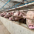 Intensive Schweinezucht © Shutterstock / Chirath photo / WWF