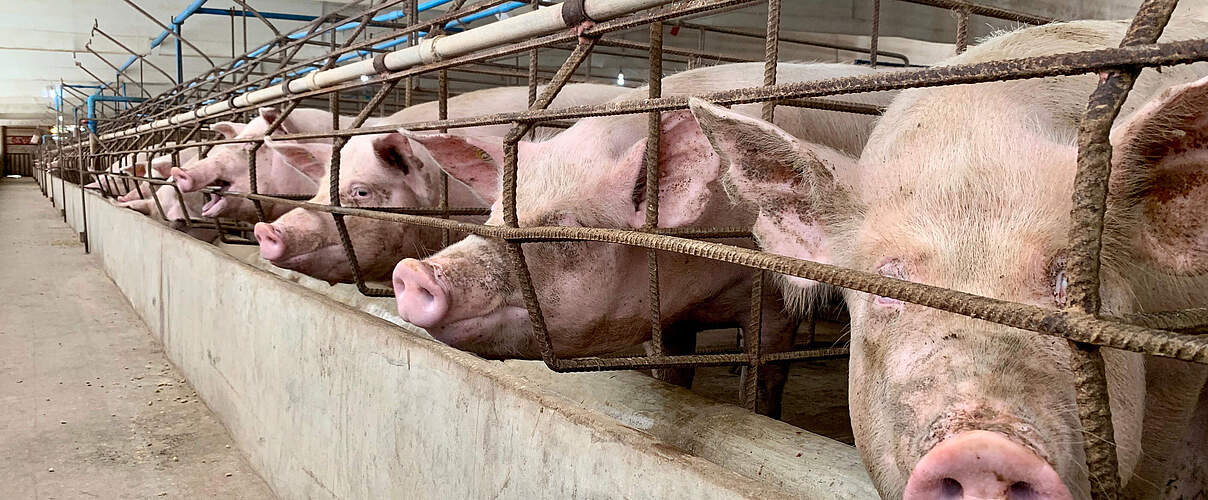 Intensive Schweinezucht © Shutterstock / Chirath photo / WWF