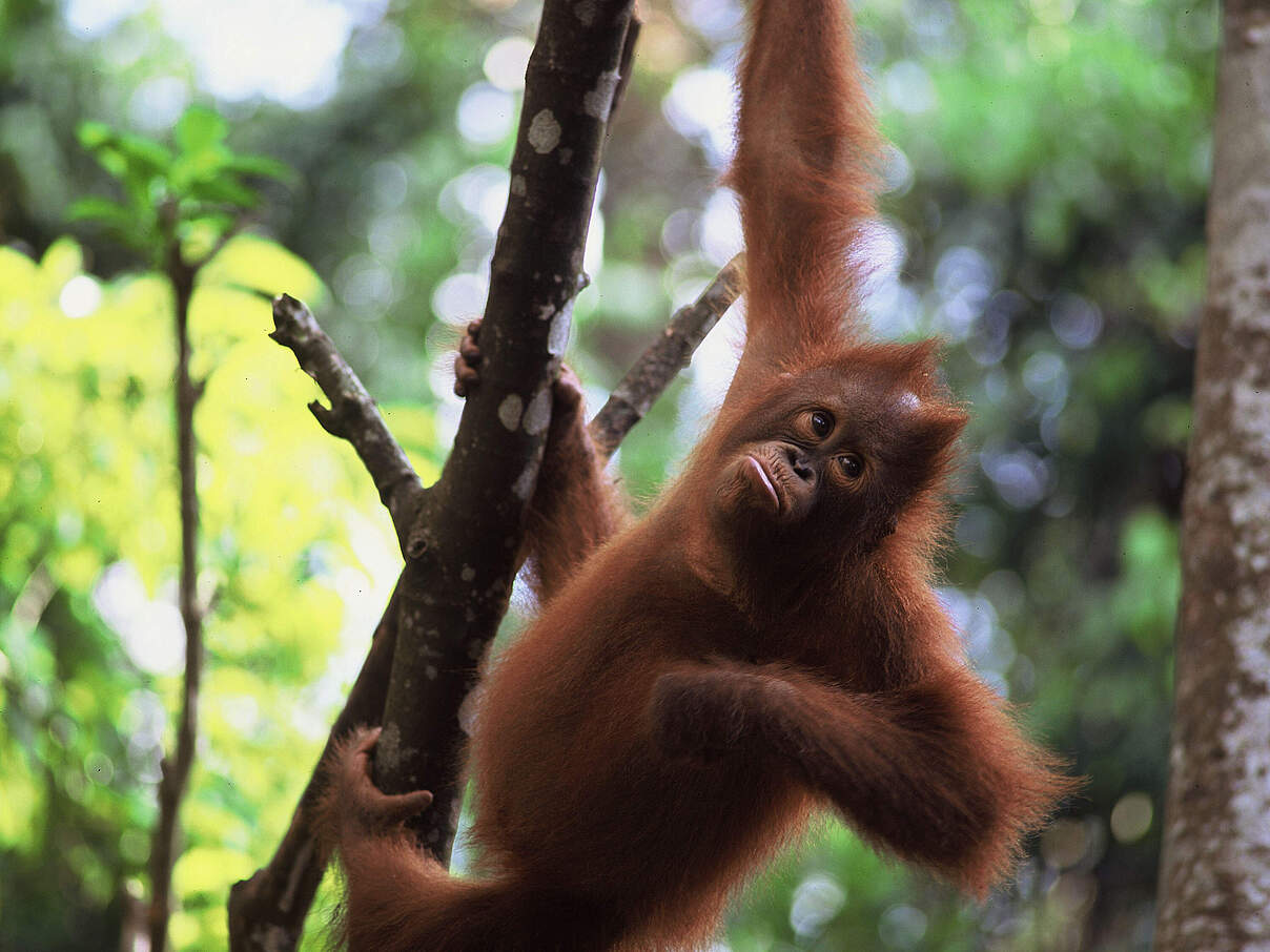 Orang-Utan 