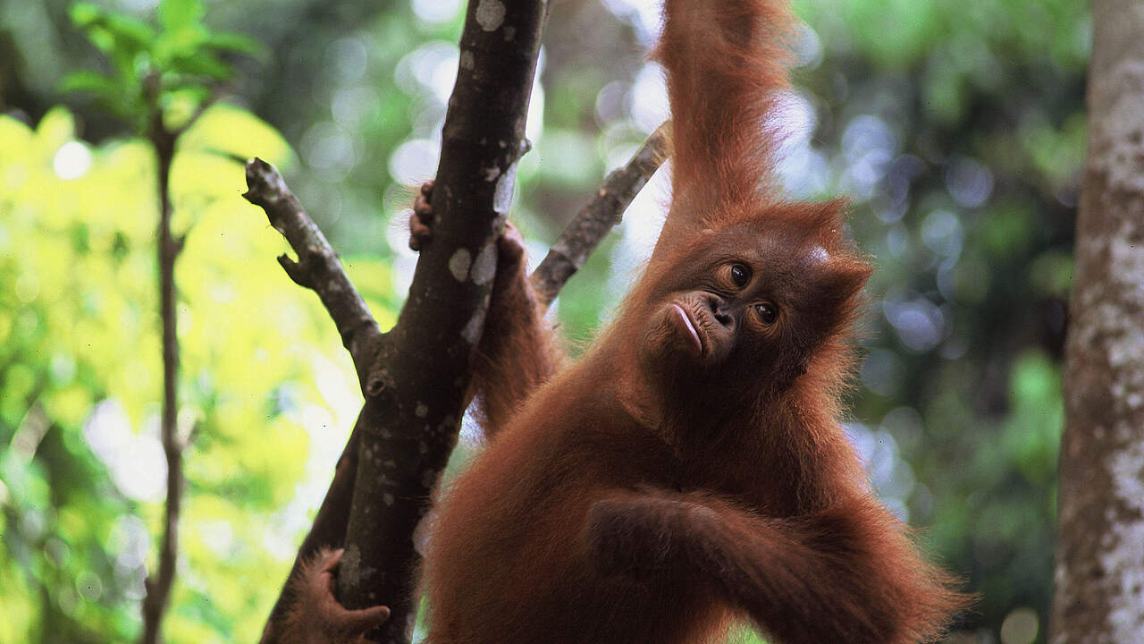 Orang-Utan 