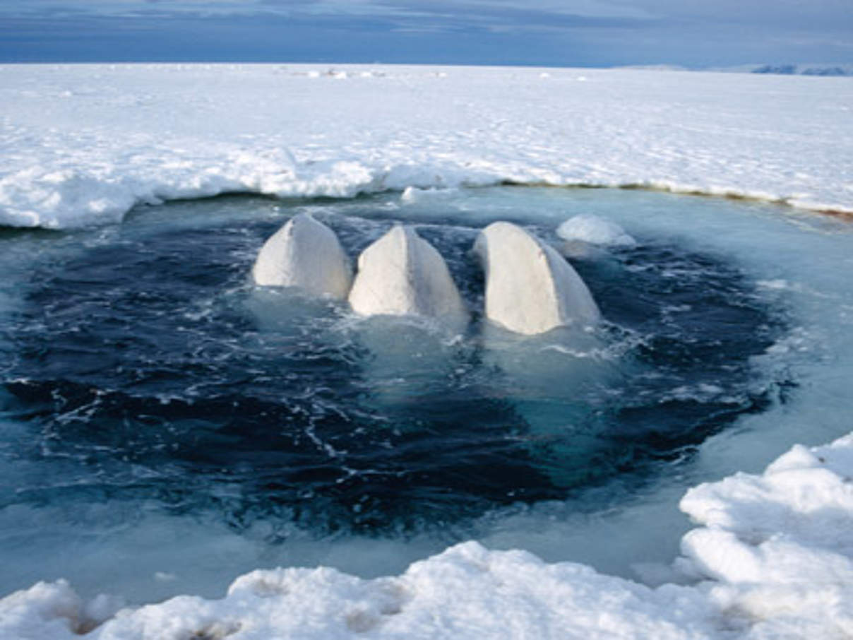 Die arktischen Meeresbewohner wie Belugawale stresst Lärm © naturepl.com Sue Flood/WWF