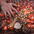 Palmöl-Früchte © Alain Composte / WWF